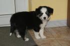Miniature- Australian Shepherdwelpen